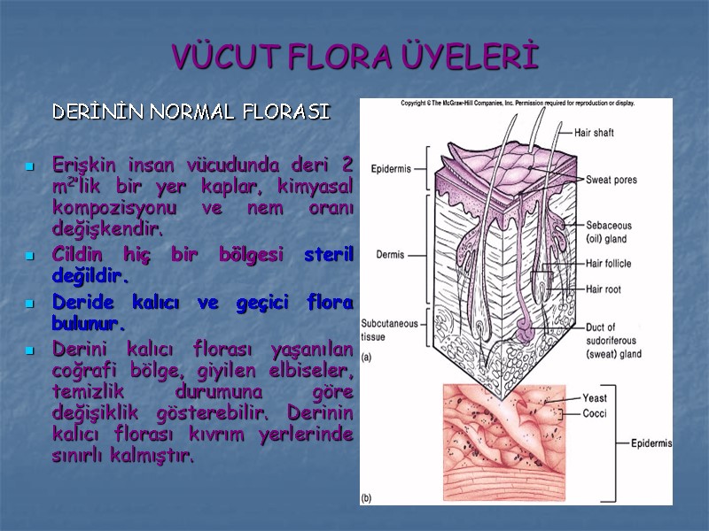 VÜCUT FLORA ÜYELERİ  DERİNİN NORMAL FLORASI  Erişkin insan vücudunda deri 2 m2’lik